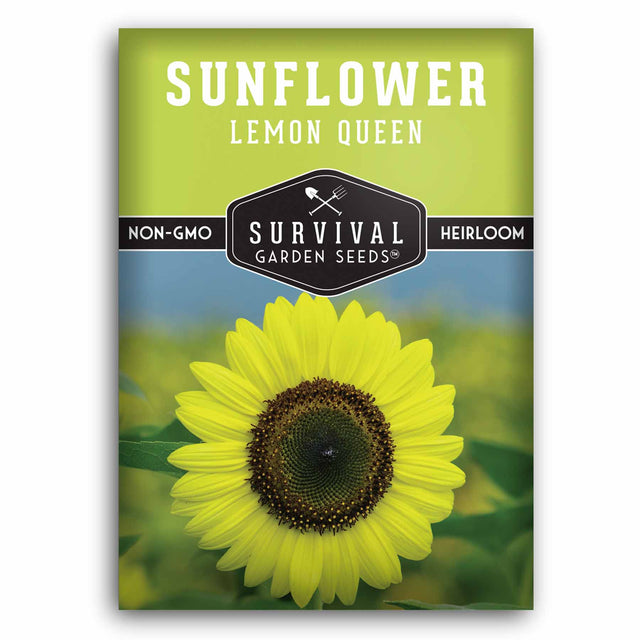 Lemon Queen Sunflower seeds