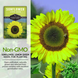 Non-GMO sunflower seeds for planting