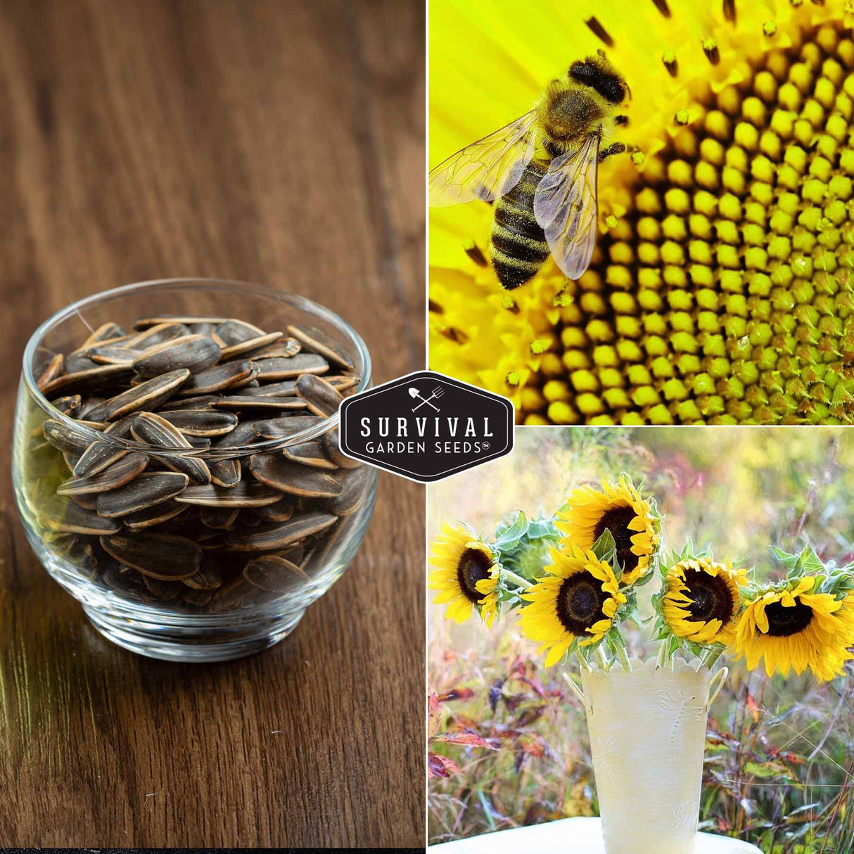 Sunflowers and sunflower seeds