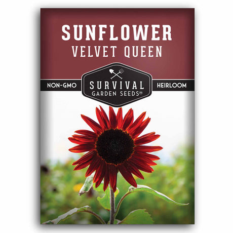 1 packet of Velvet Queen Sunflower Seeds for planting