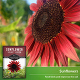 sunflowers feed birds and improve soil