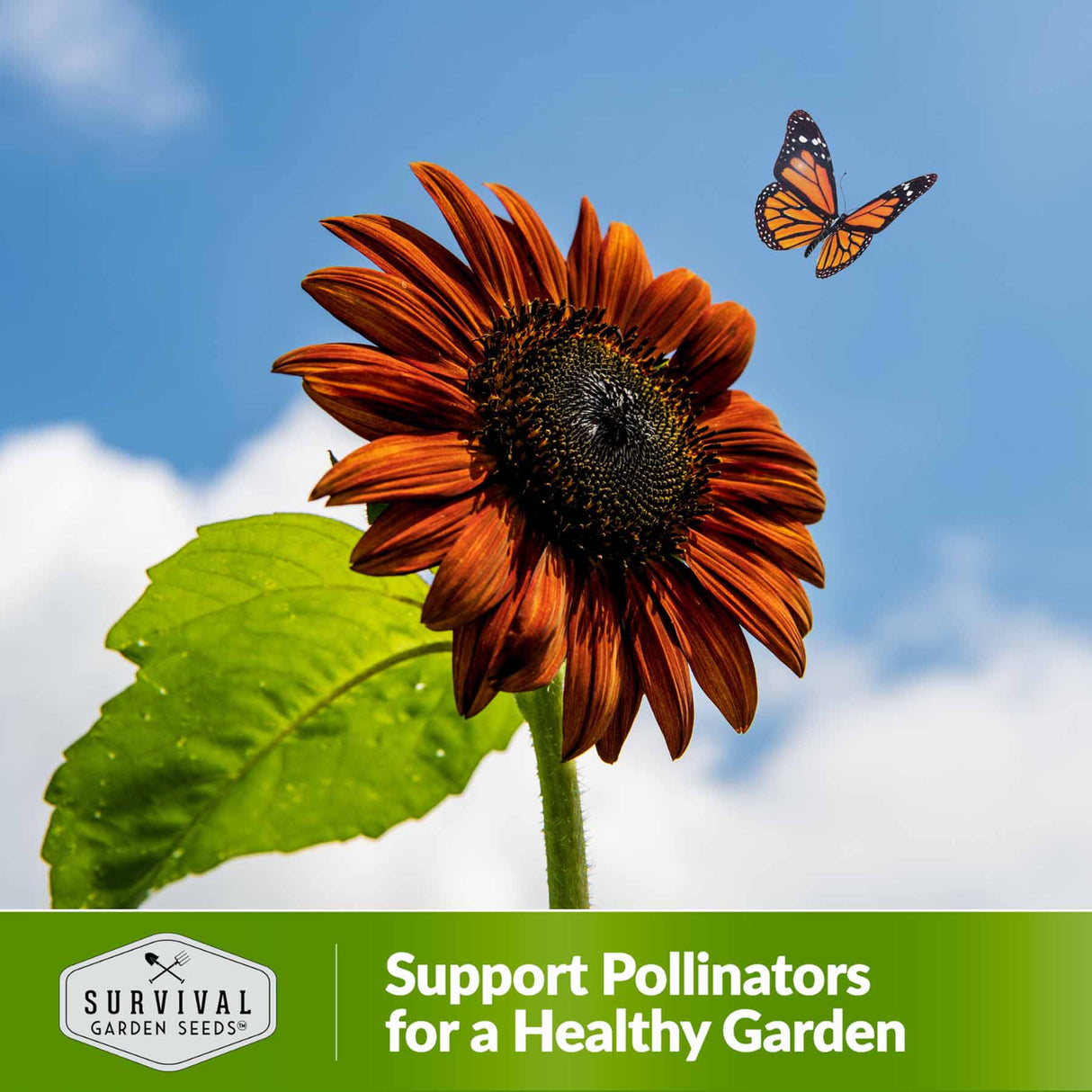 Support pollinators for a healthy garden