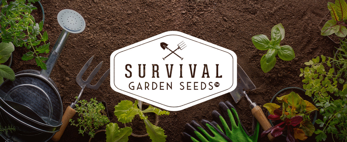 Canada Wild Rye Seeds | Native Grass – SurvivalGardenSeeds