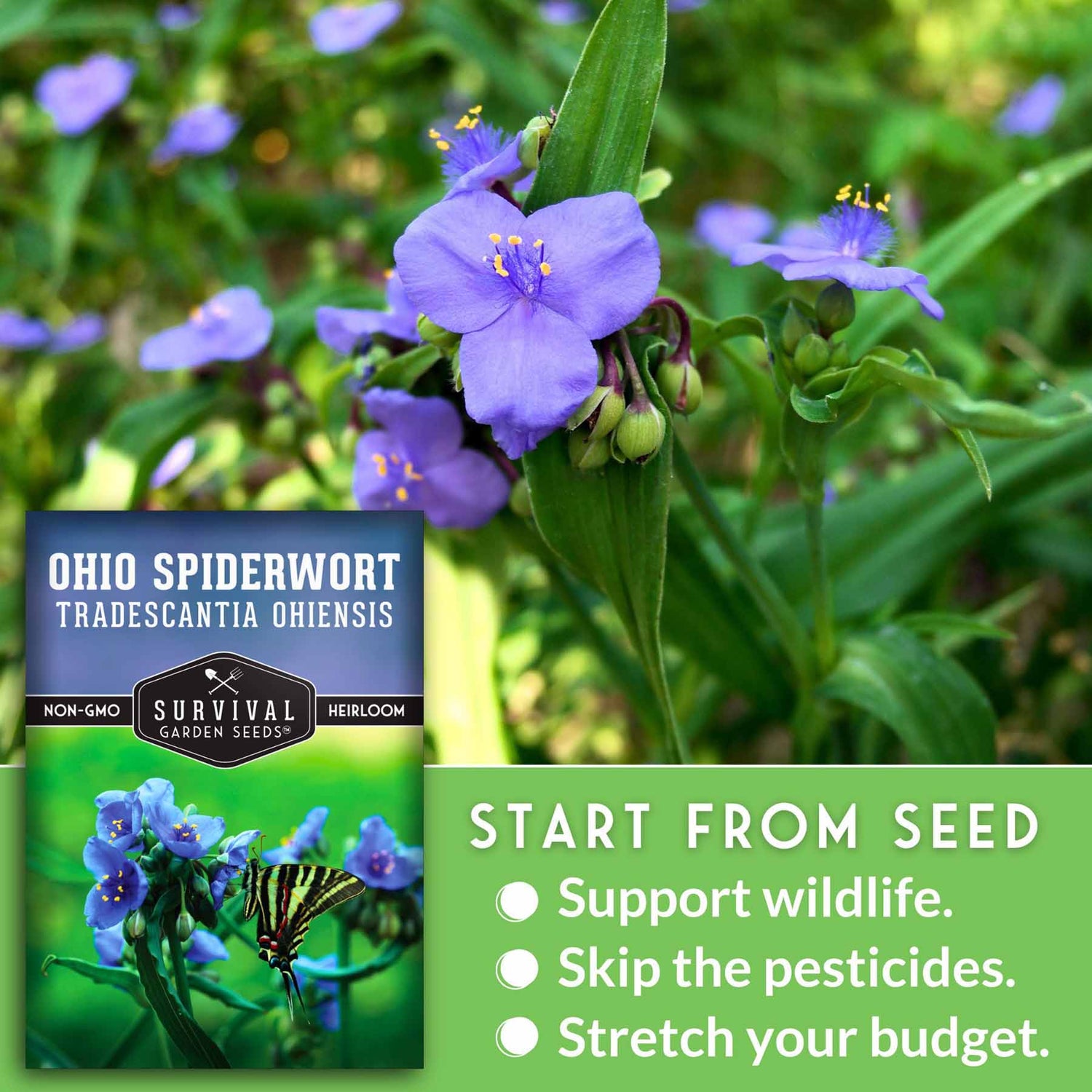 Ohio Spiderwort plant withSurvival Garden Seeds packaging and promotional text.