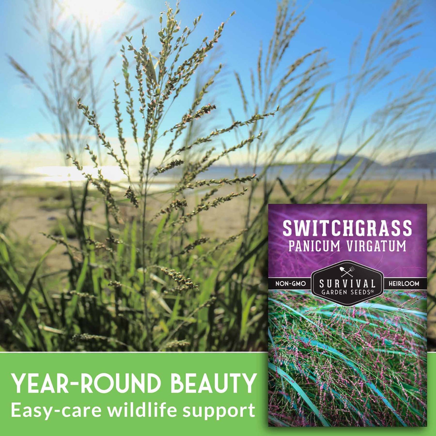 Switchgrass seed packet with grasses in the background