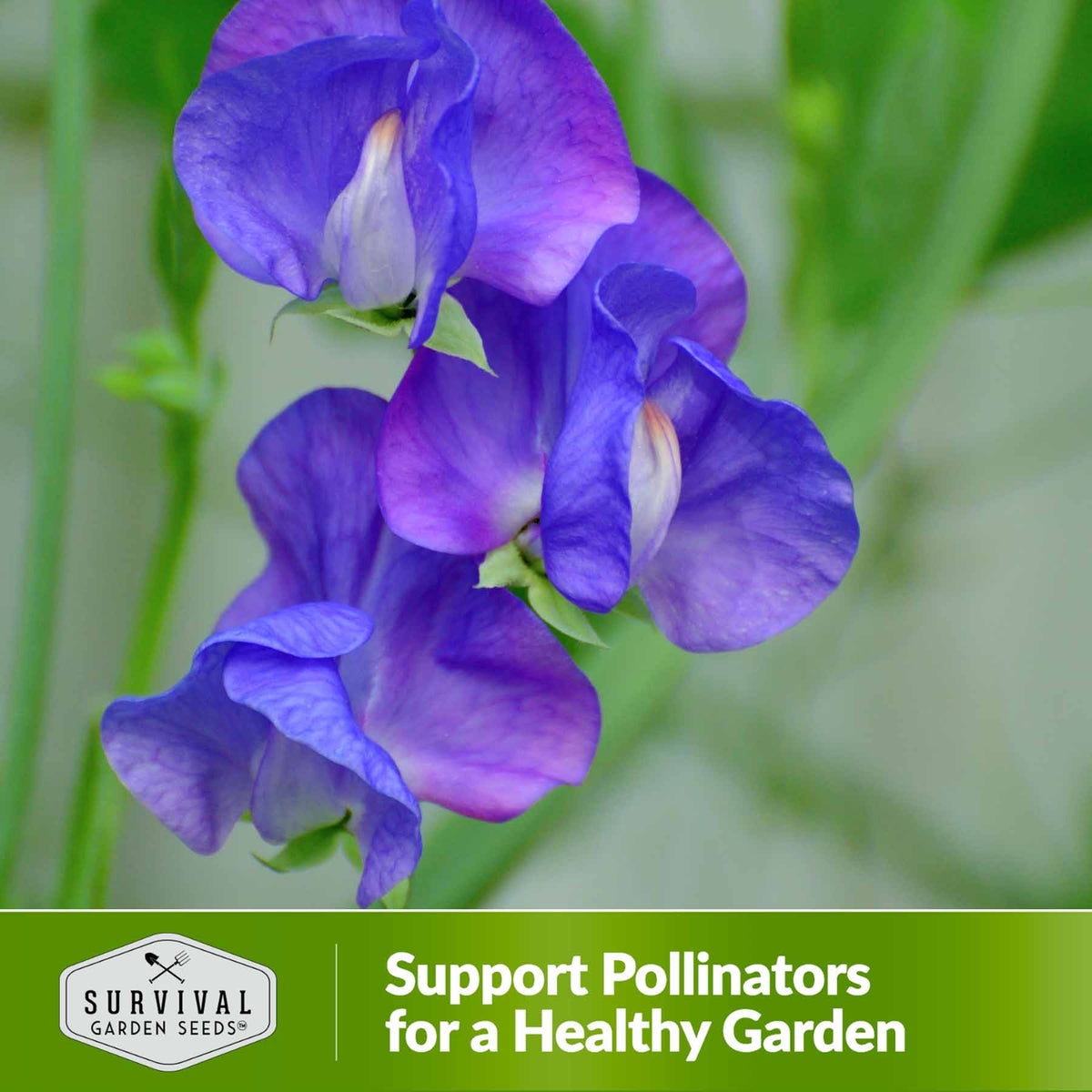 Support pollinators for a healthy garden