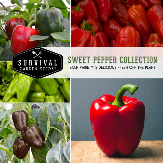 Sweet Pepper Collection - each variety is delicious fresh off the plant