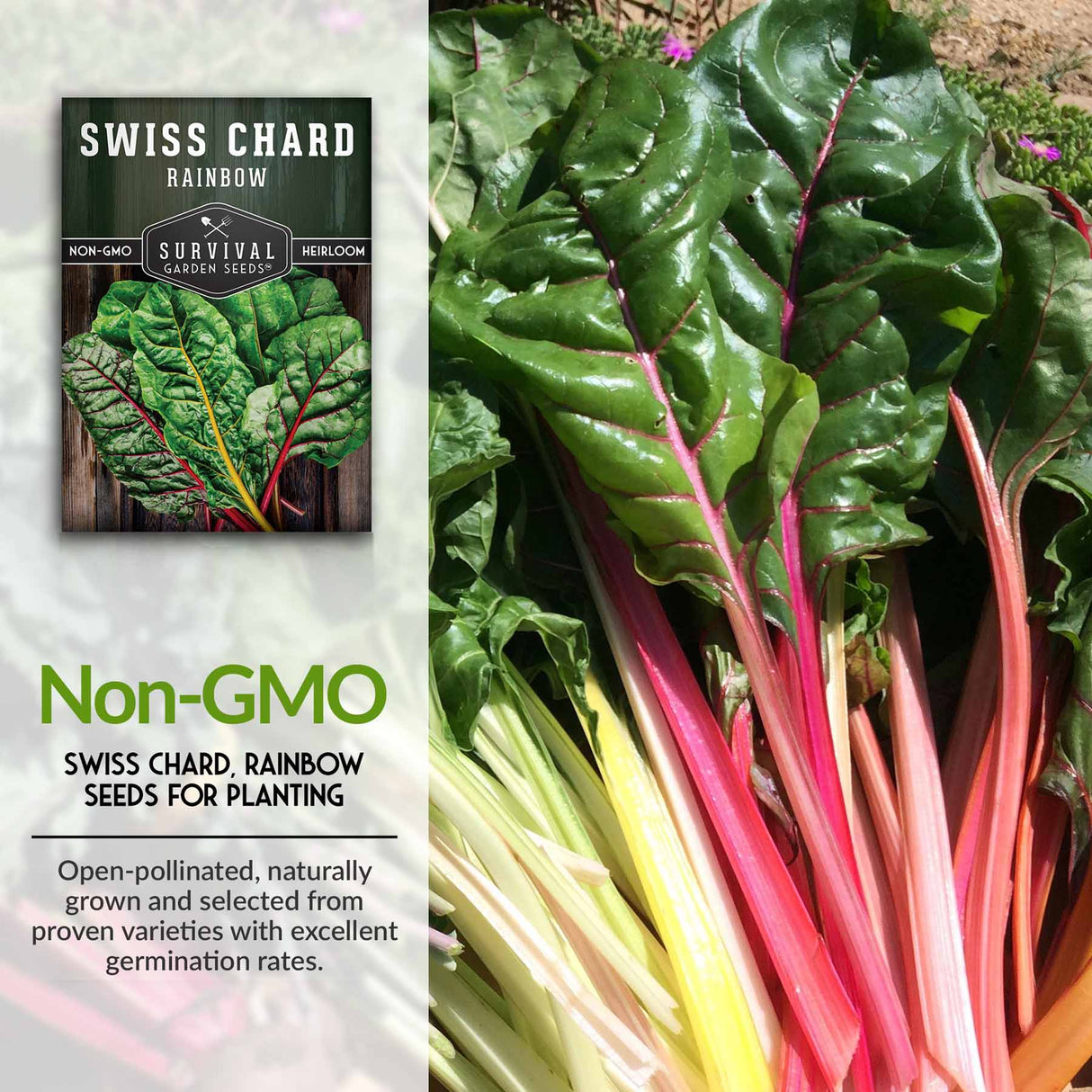 Non-GMO Swiss Chard seeds