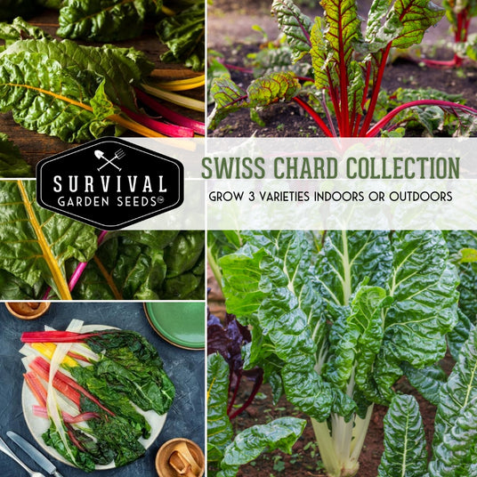 Swiss Chard Collection - grow 3 varieties indoors or outdoors