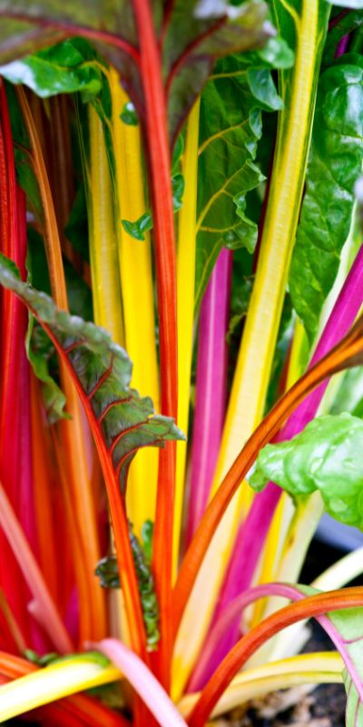 Rainbow Swiss Chard
