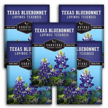 5 packets of Texas Bluebonnet seeds