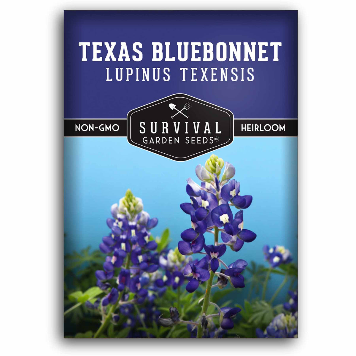 Texas Bluebonnet (Lupinus texensis) Seeds – SurvivalGardenSeeds