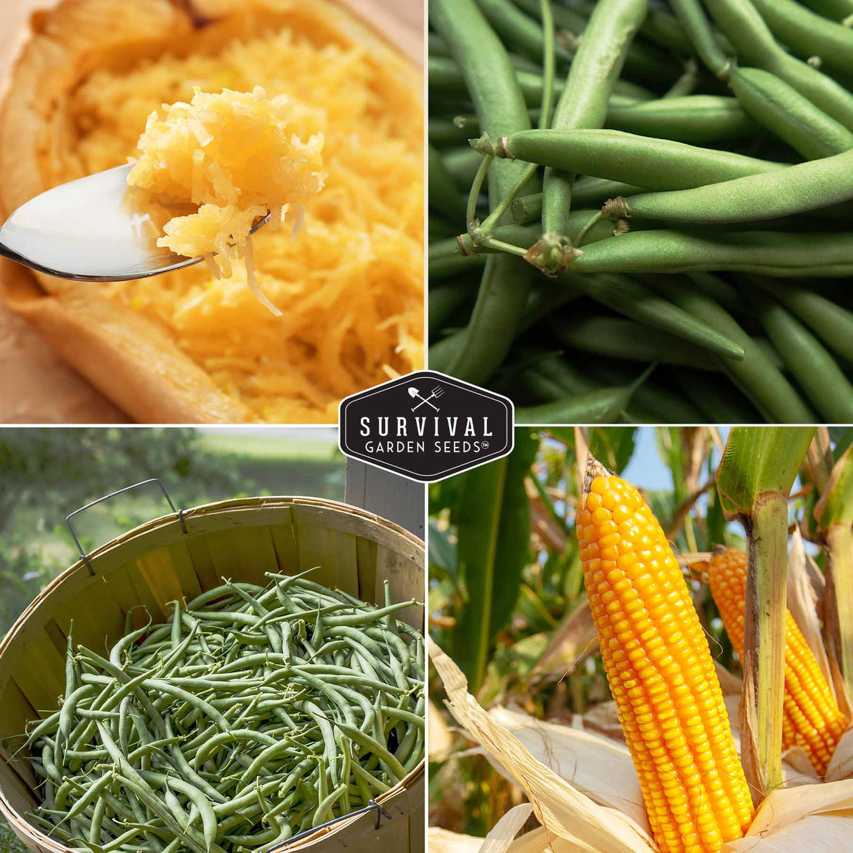 Corn, beans and squash