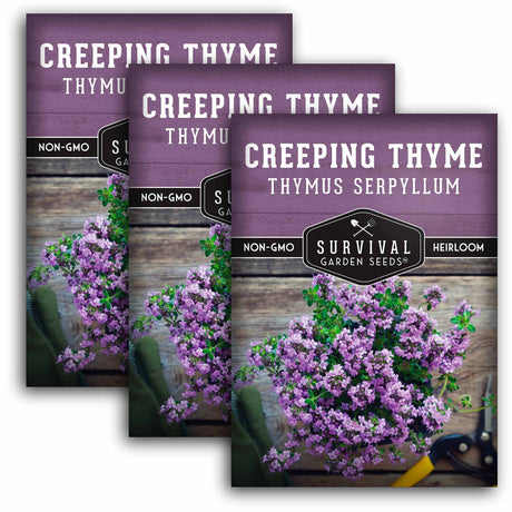3 packets of Creeping Thyme seeds