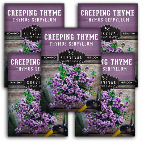 5 packets of Creeping Thyme seeds