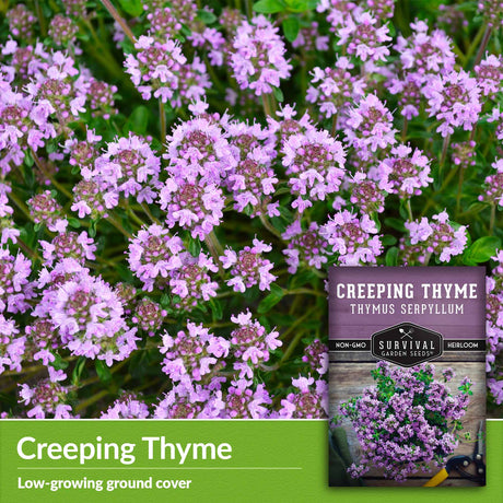 Creeping Thyme