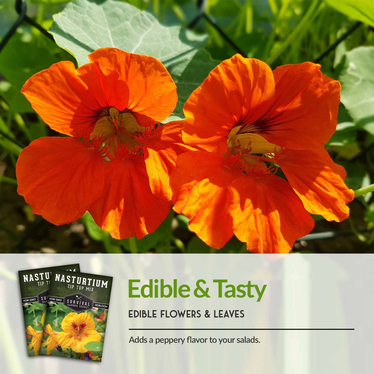 Edible and Tasty