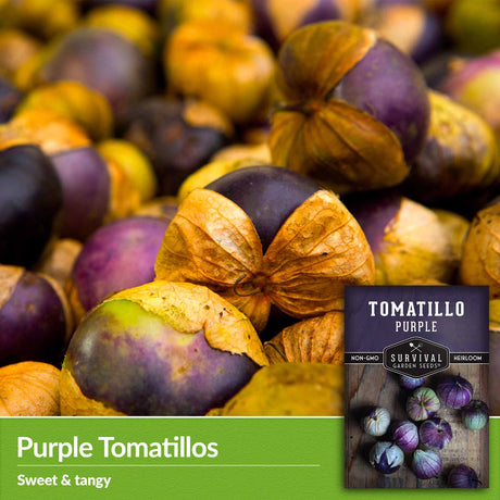 Purple Tomatillos