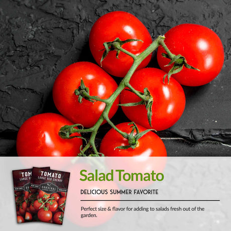 Salad Tomato