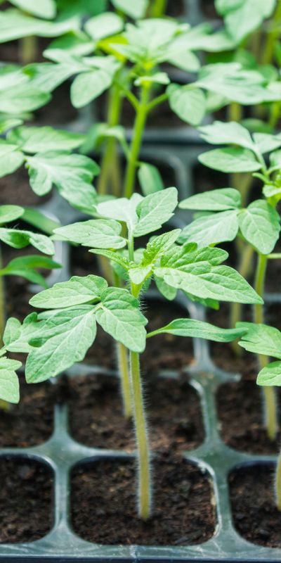 Tomato seedlings