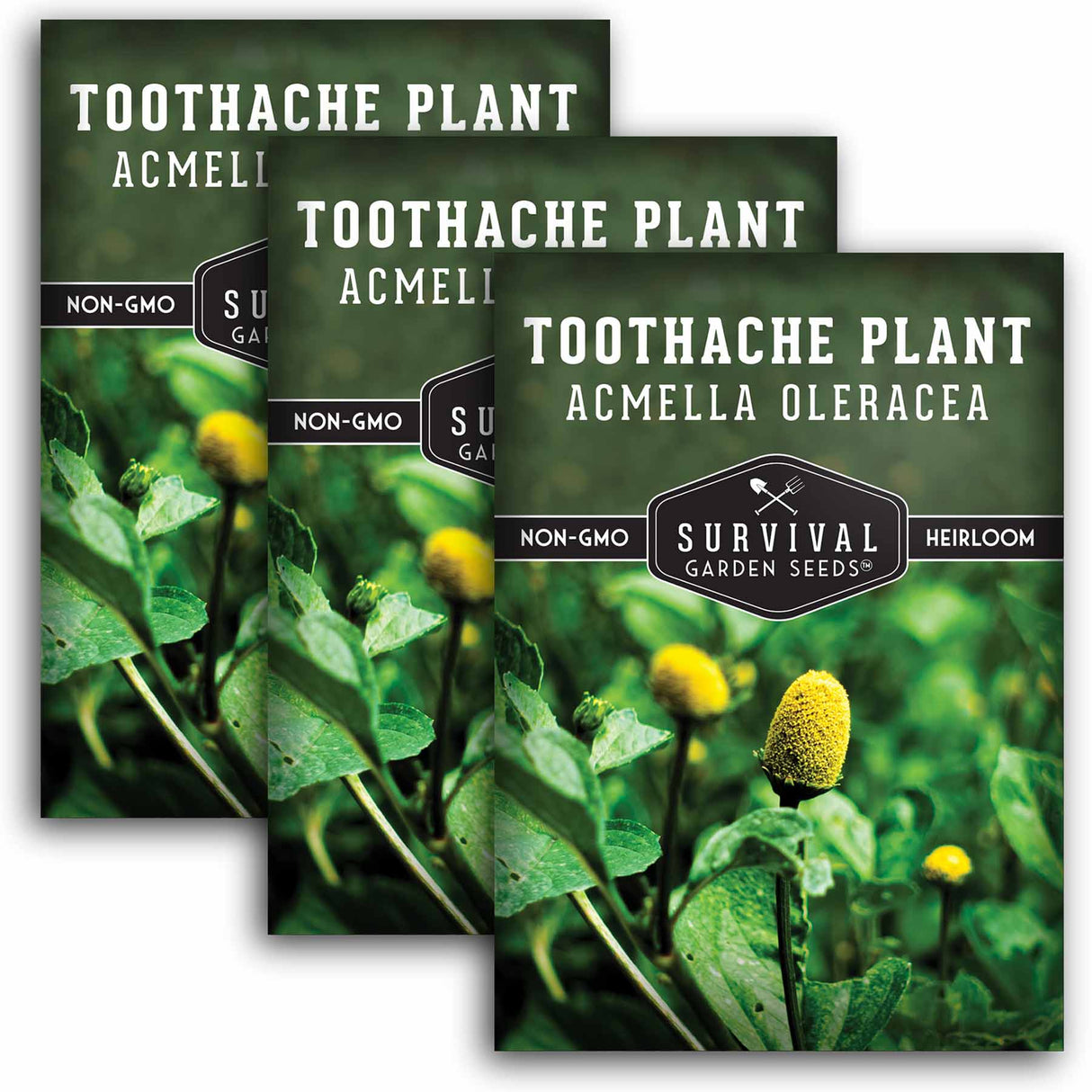 3 packets of Toothache Plant seeds