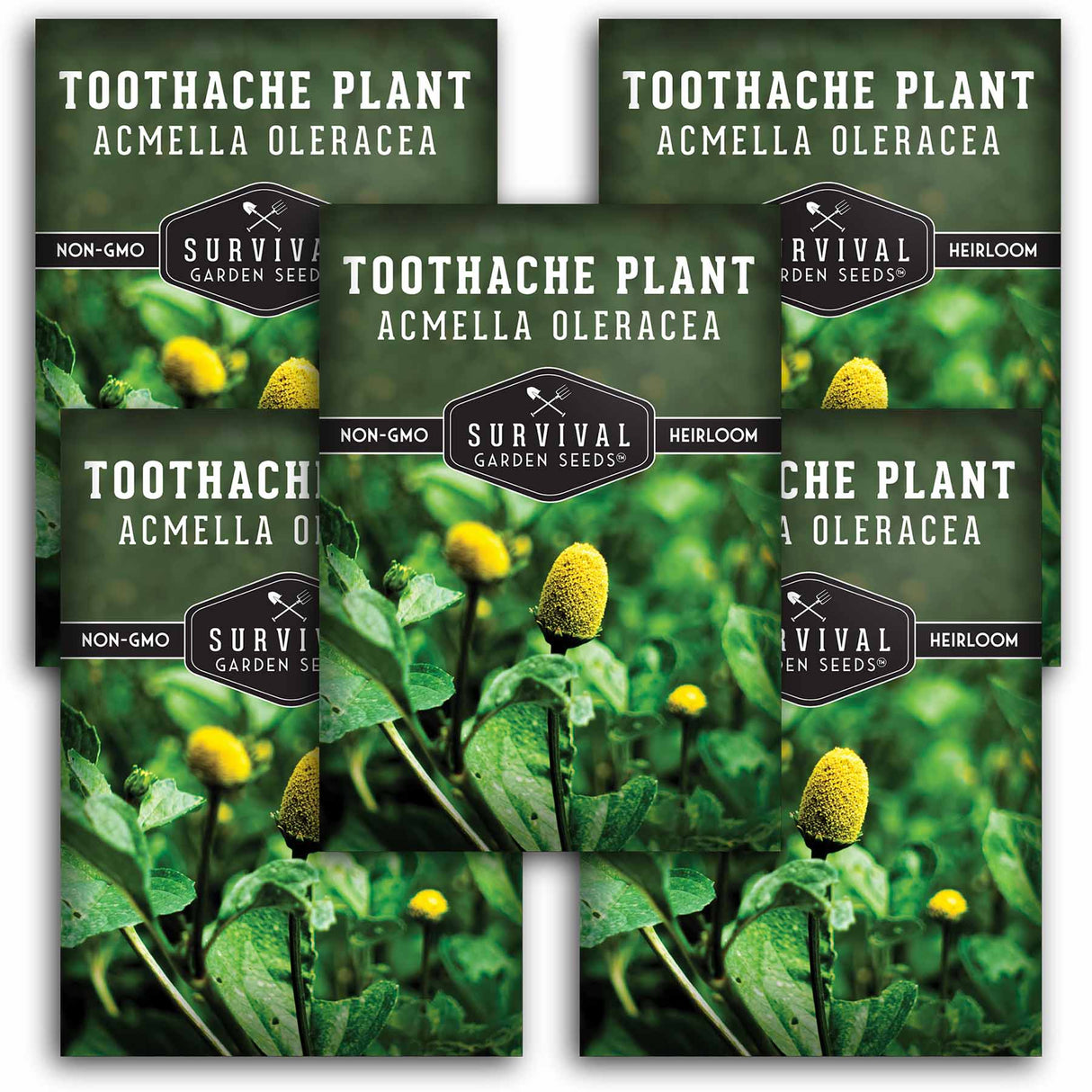 5 packets of Toothache Plant seeds