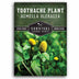 1 packet of Toothache Plant seeds