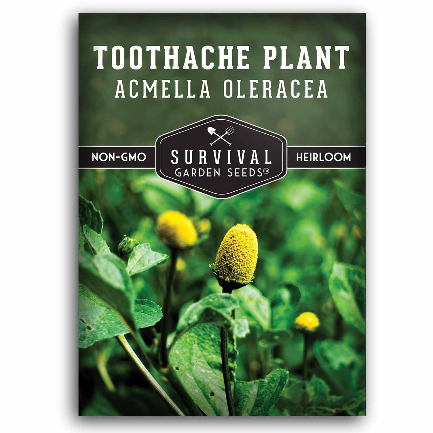1 packet of Toothache Plant seeds
