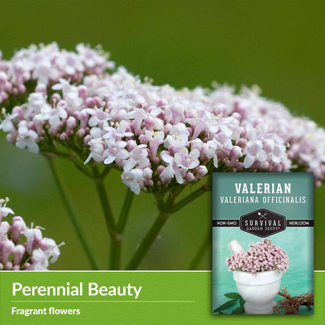 Perennial beauty