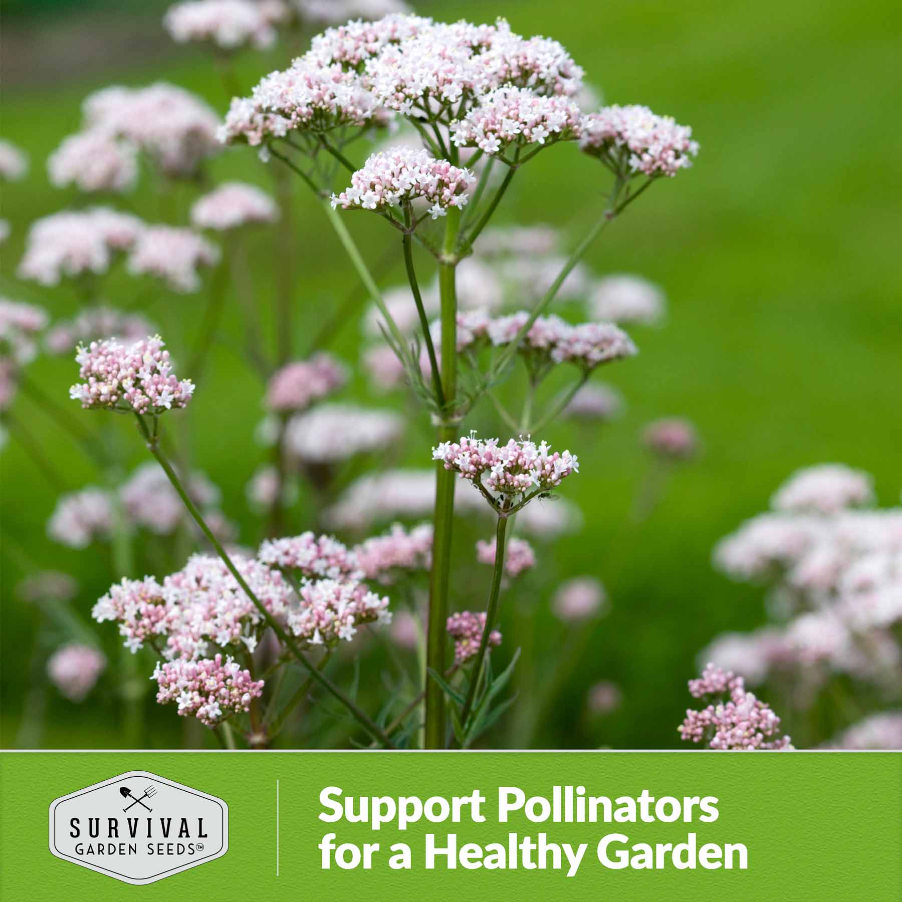 Valerian Seeds – Perennial Herbal Plant – SurvivalGardenSeeds