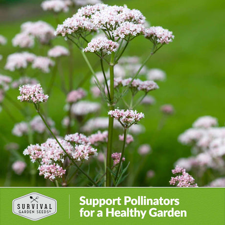 support pollinators for a healthy garden