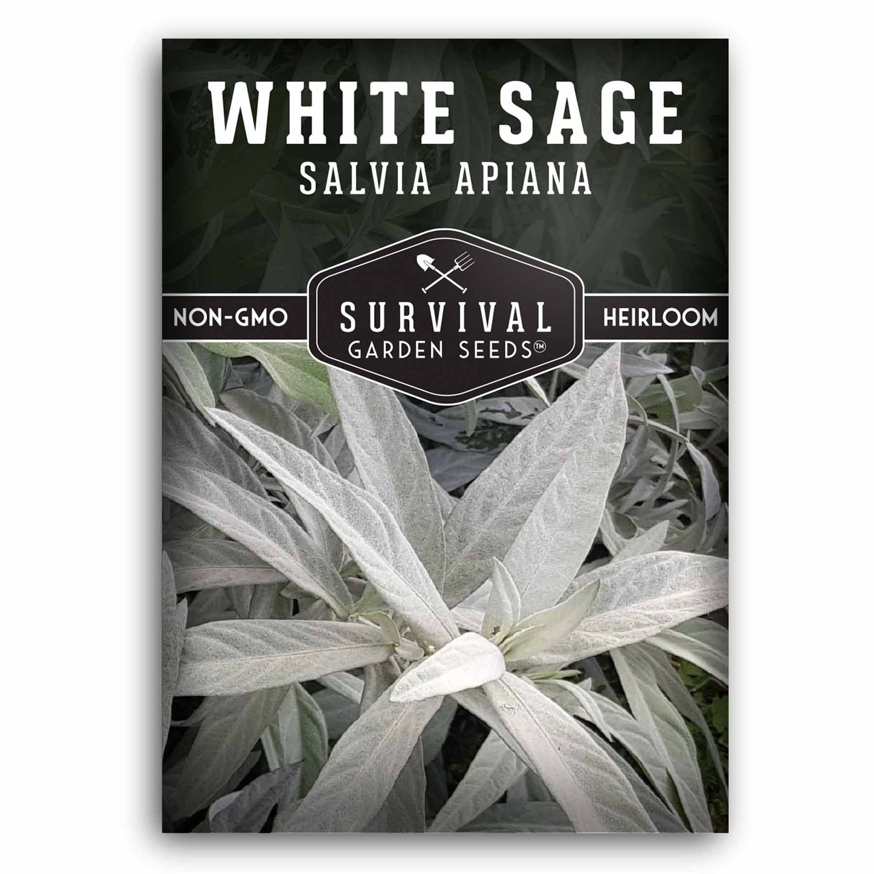 1 packet of White Sage Seeds