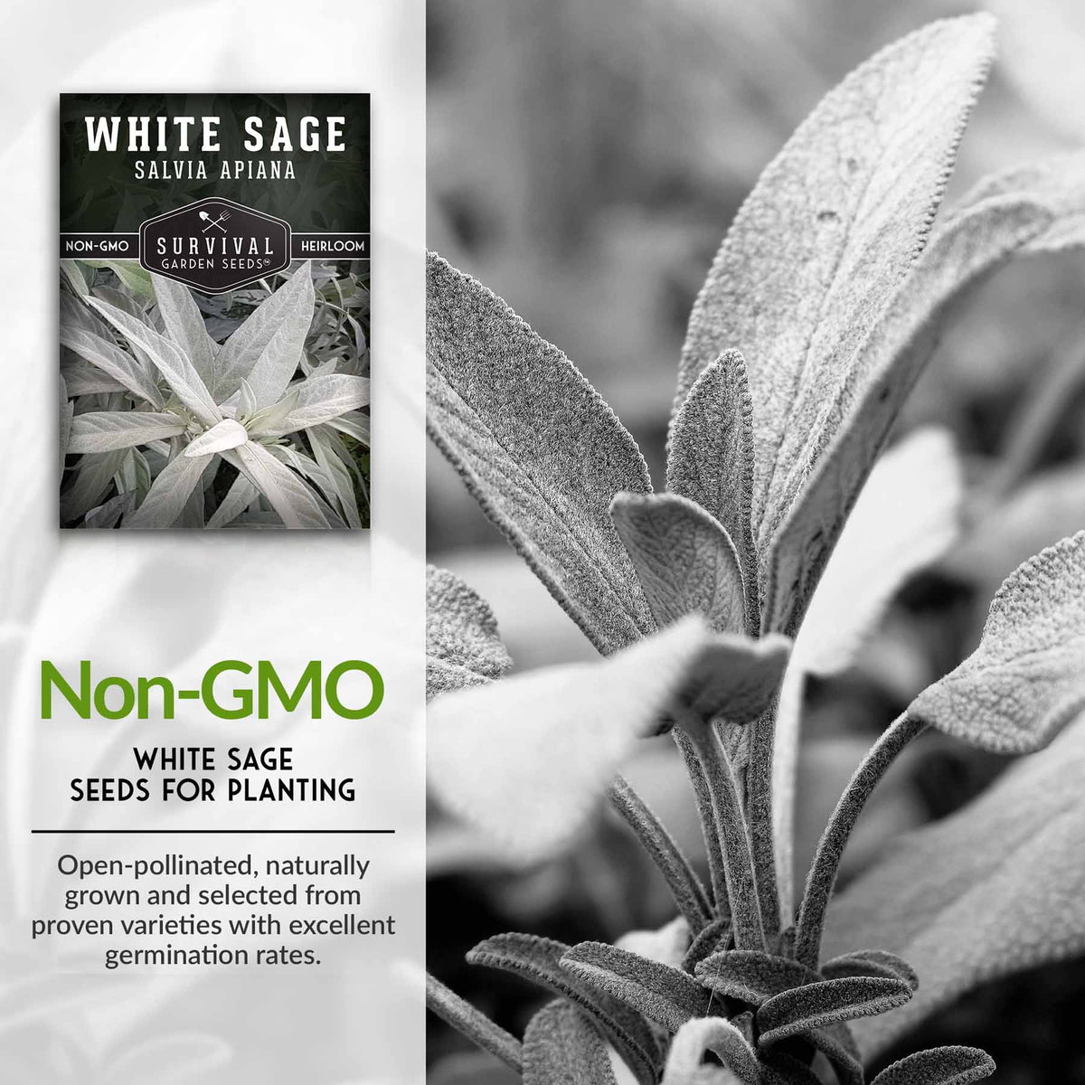 Non-GMO white sage seeds for planting