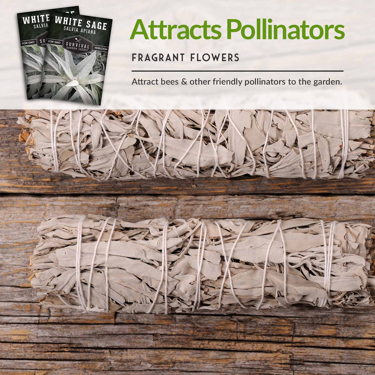 Attract Pollinators with white sage