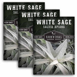 3 packets of White Sage Seeds