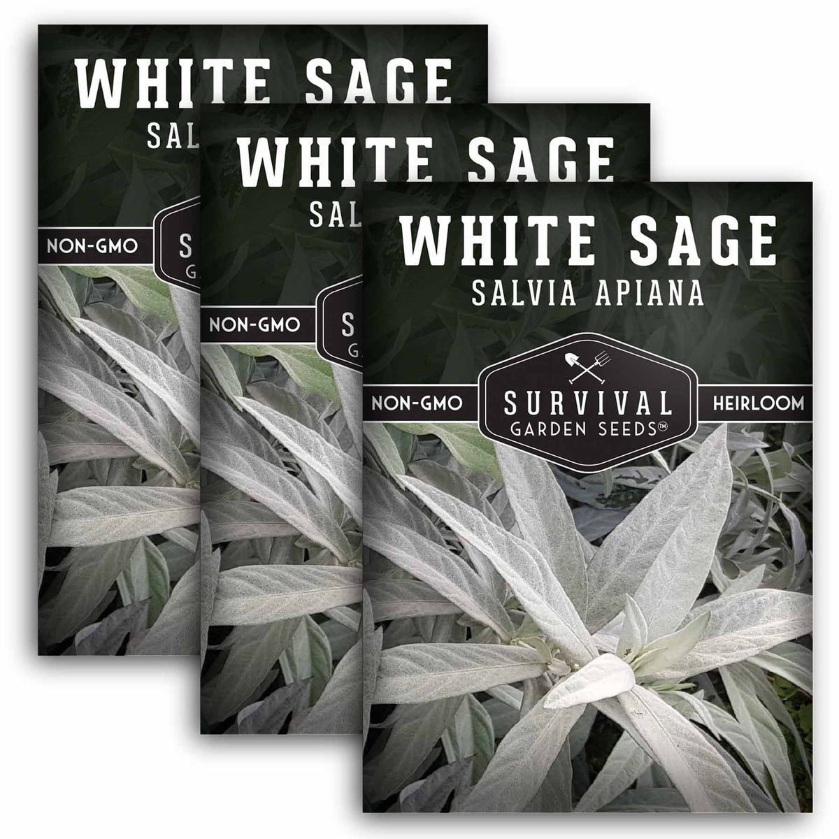 3 packets of White Sage Seeds