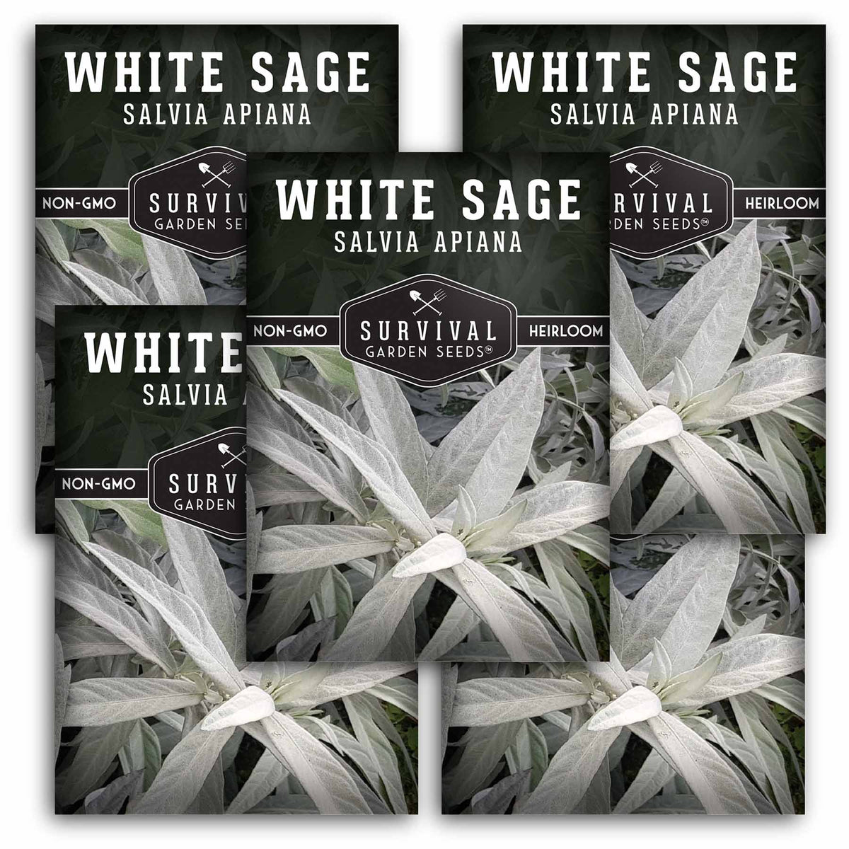 5 packets of White Sage Seeds