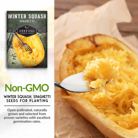 Non-GMO spaghetti squash seeds