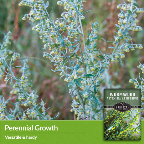 Perennial Growth