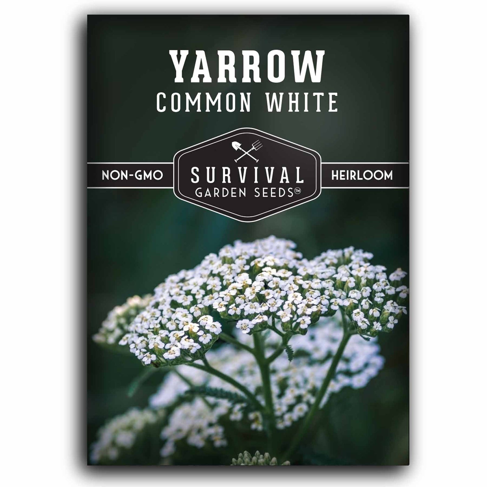 Yarrow Seeds – Circle Farms