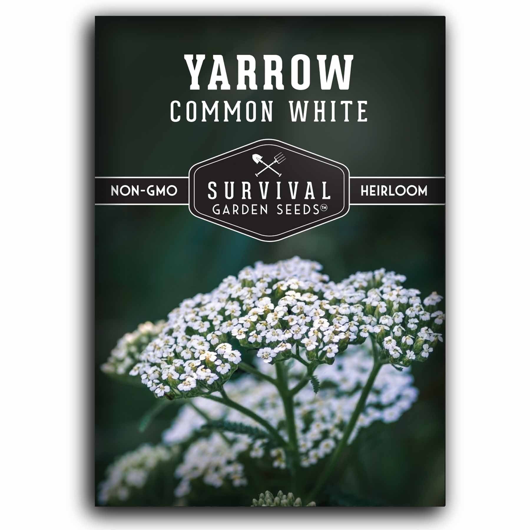1 packet of White Yarrow seeds