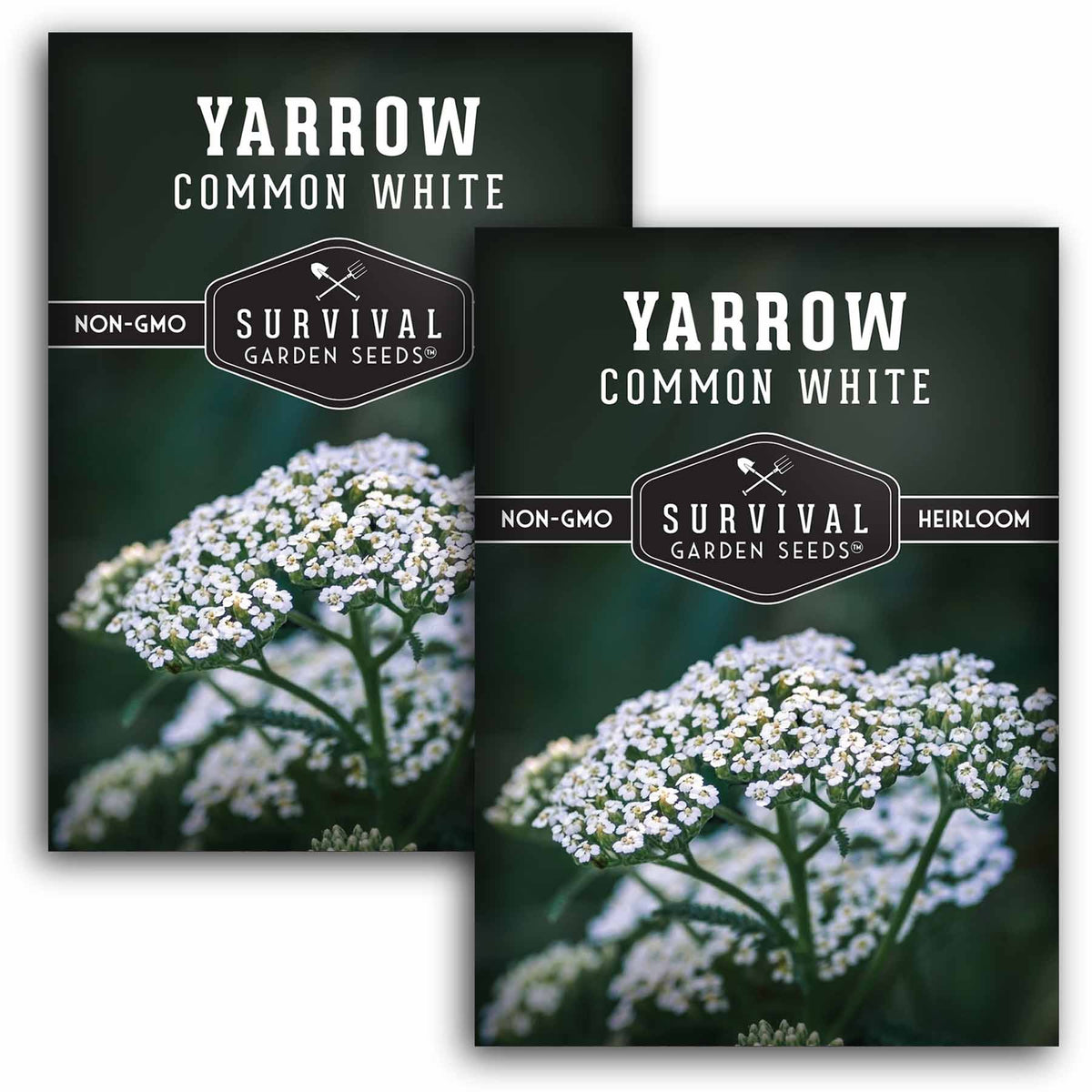 2 packets of White Yarrow seeds