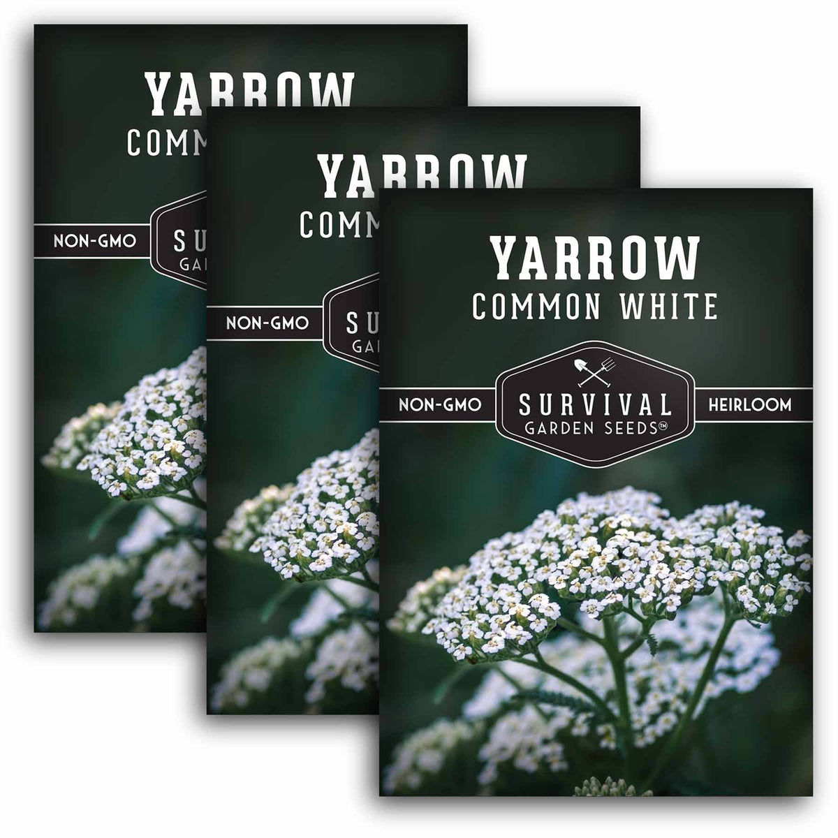 3 packets of White Yarrow seeds