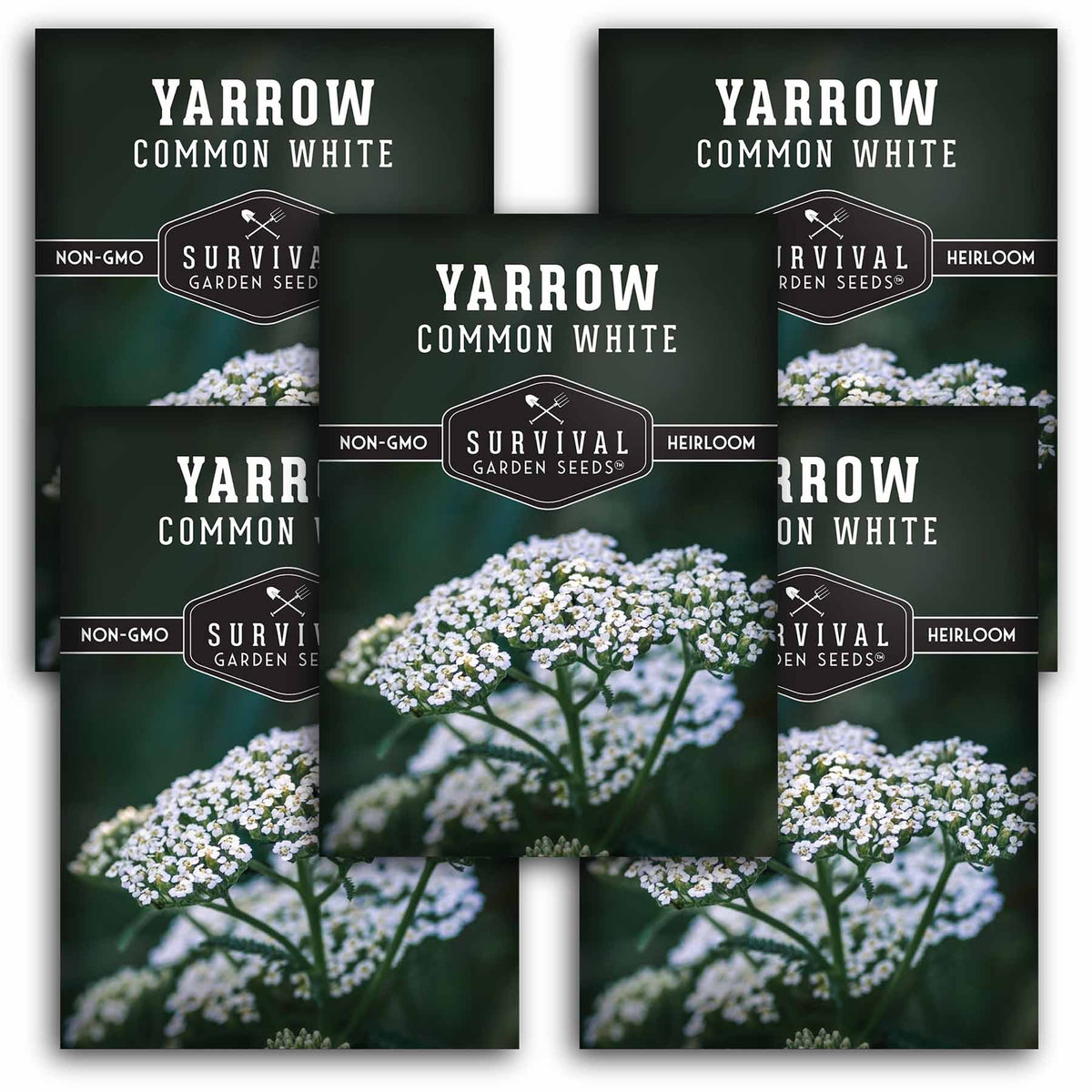 5 packets of White Yarrow seeds