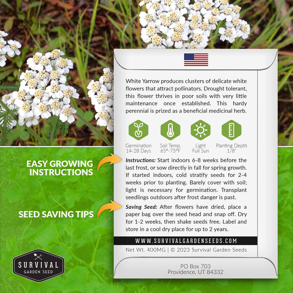 White Yarrow seed growing instructions
