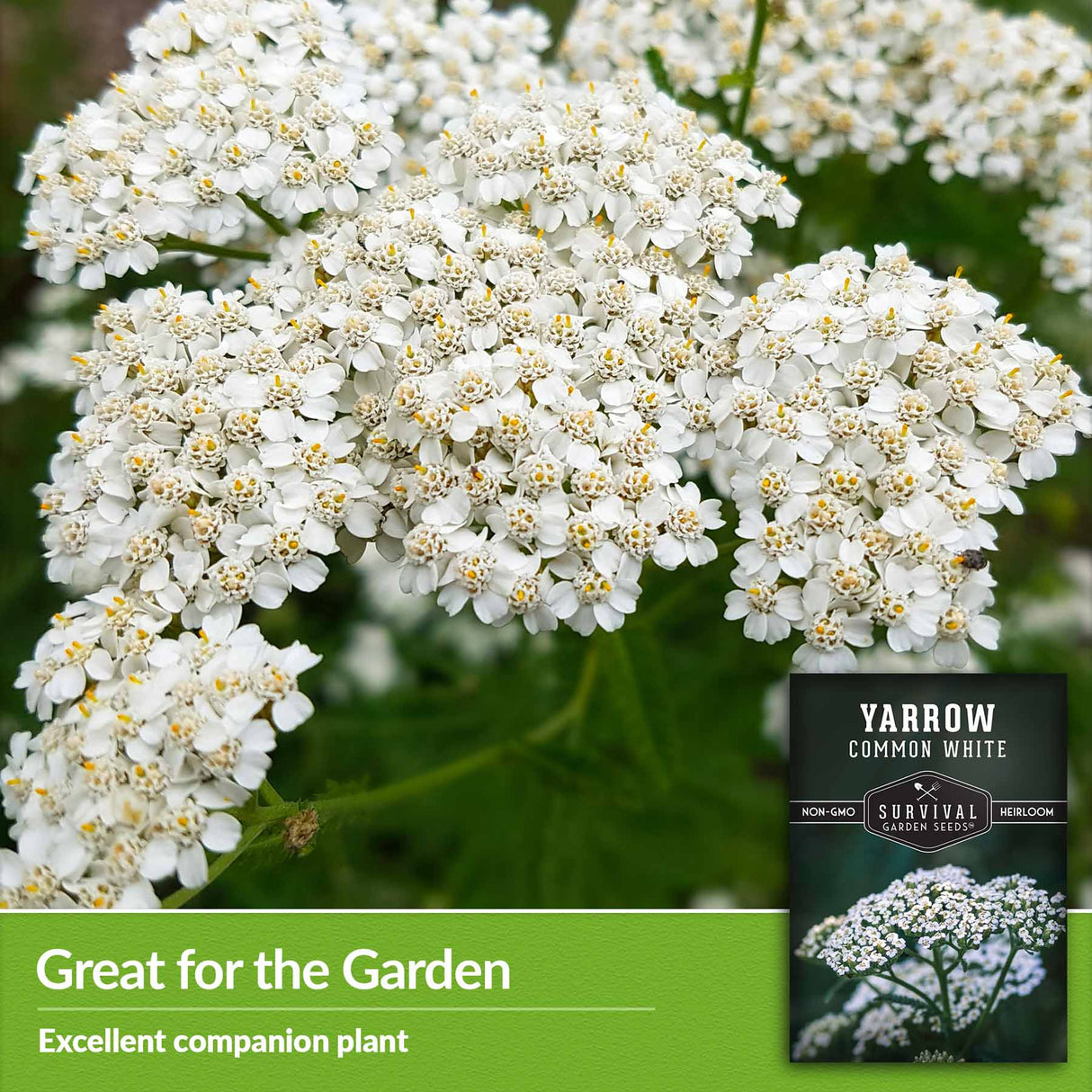 White Yarrow Seeds SurvivalGardenSeeds white-yarrow-seeds-survivalgardenseeds