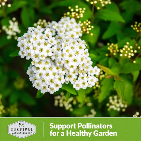 Support Pollinators for a healthy garden