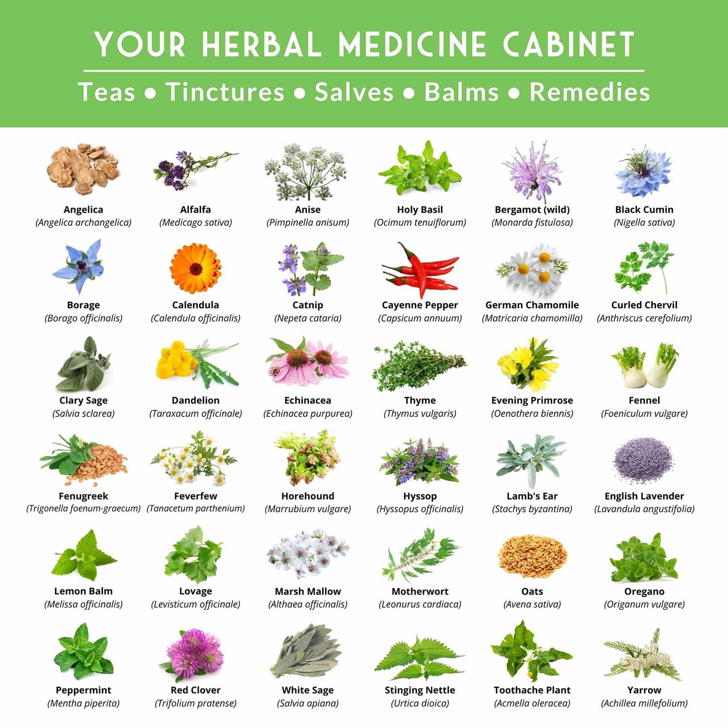 medicinal garden seed kit Ultimate Medicinal Herb Collection