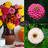 Zinnias