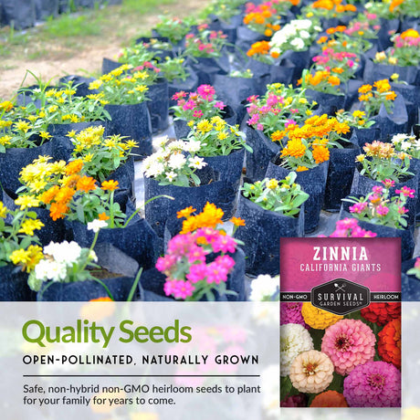 Quality Seeds